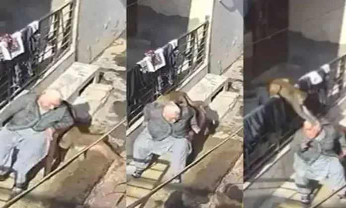 بھارت میں بندروں کا حملہ، ویڈیو وائرل